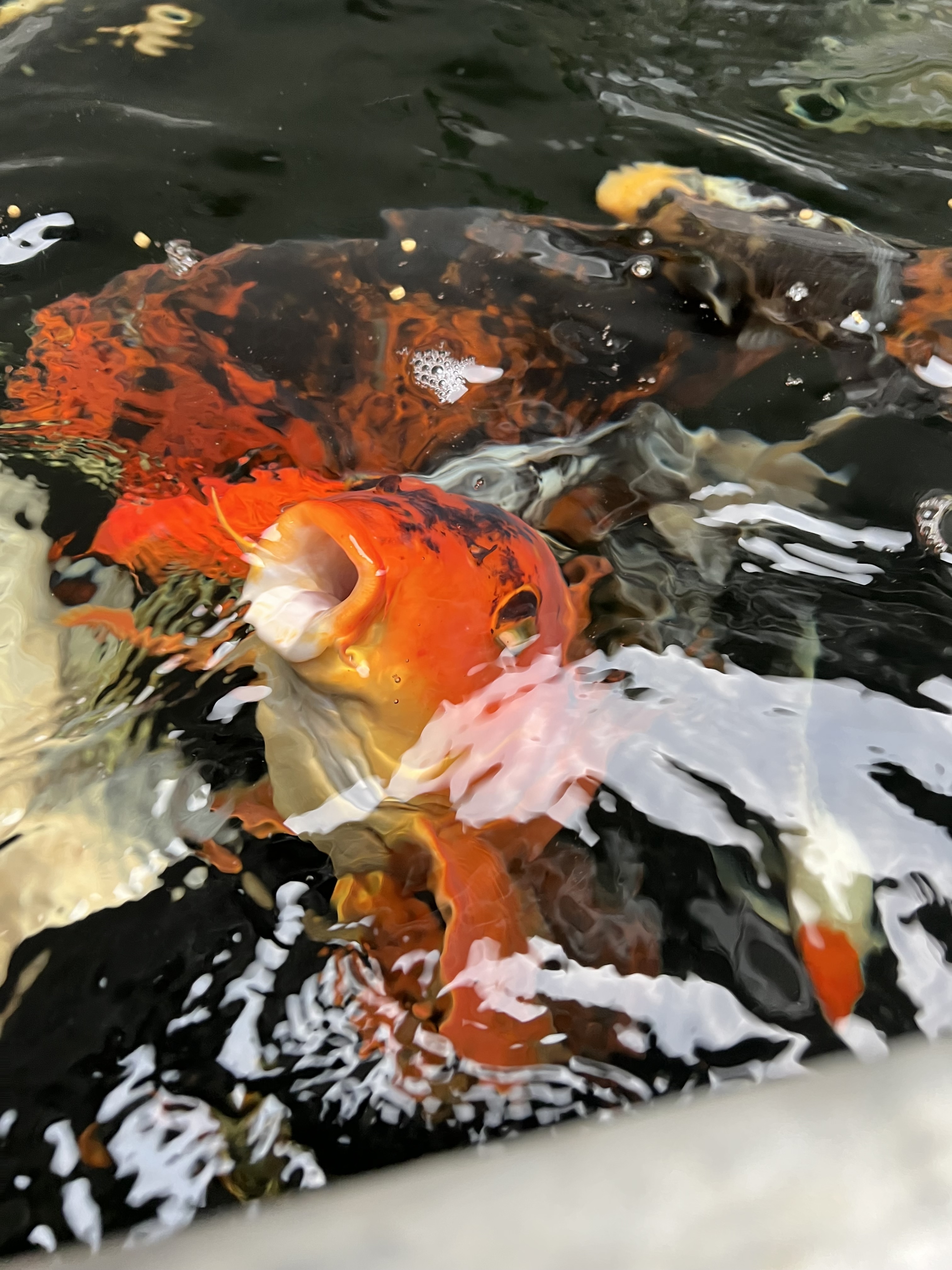 Koi pond